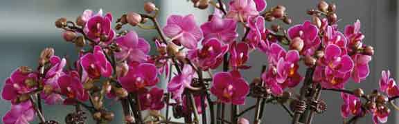 org:/banners product categories/themes/banner.jpg